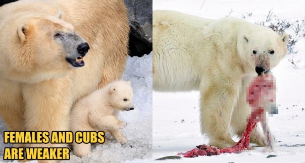 Apa beruang kutub makan Apa pemilik