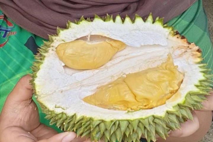 Berkenalan Dengan Durian Paduka, Durian yang Pernah Dinobatkan Sebagai Raja Buah Terbaik di Perak