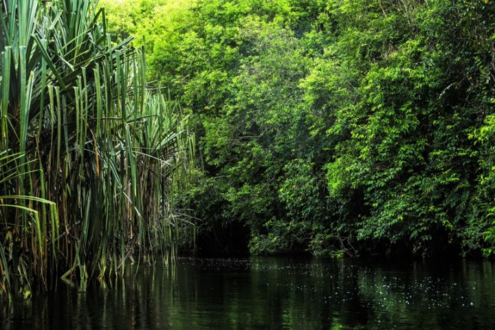 Sungai Serkap menjadi sumber air dari pohon-pohon lebat dalam kawasan Restorasi Ekosistem Riau (RER) (foto/ist) 
