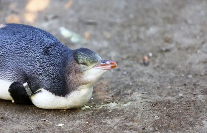 Penguin di Selandia Baru. Foto: SHARRON WARD