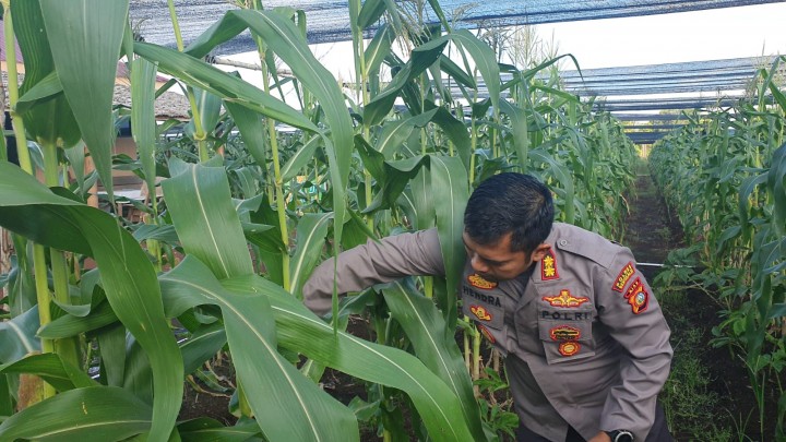 Kapolres Bengkalis AKBP Hendra Gunawan saat panen jagung
