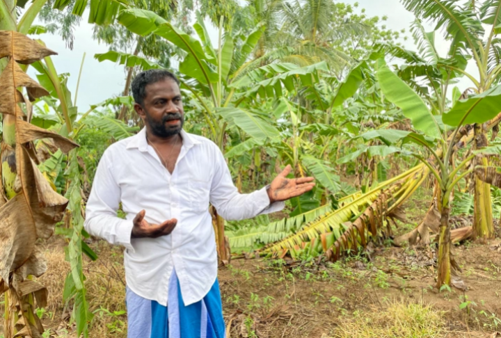Mahinda Samarawickrema mengatakan tanaman pisangnya mungkin gagal karena kekurangan pupuk kimia [Zaheena Rasheed/ Al Jazeera]