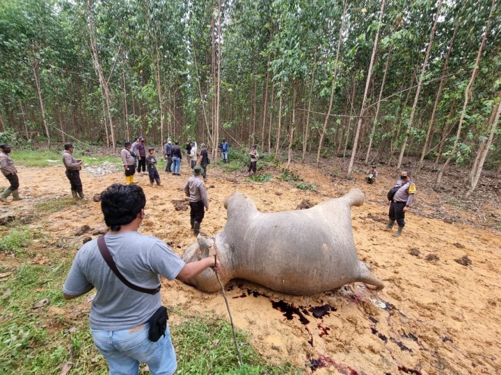 Seekor Gajah betina ditemukan dalam kondisi mati