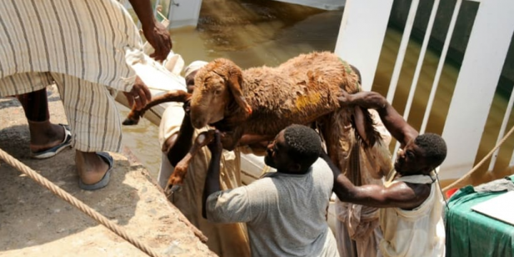 Domba yang dapat diselematkan dalam peristiwa kapal ternak tenggelam di Sudan/ AFP, CNA