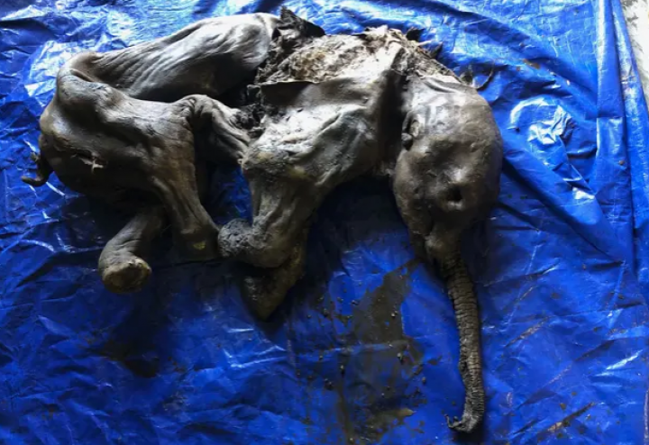 Mumi bayi Mammoth yang ditemukan di Kanada /Dan Shugar/University of Calgary/theguardian.com