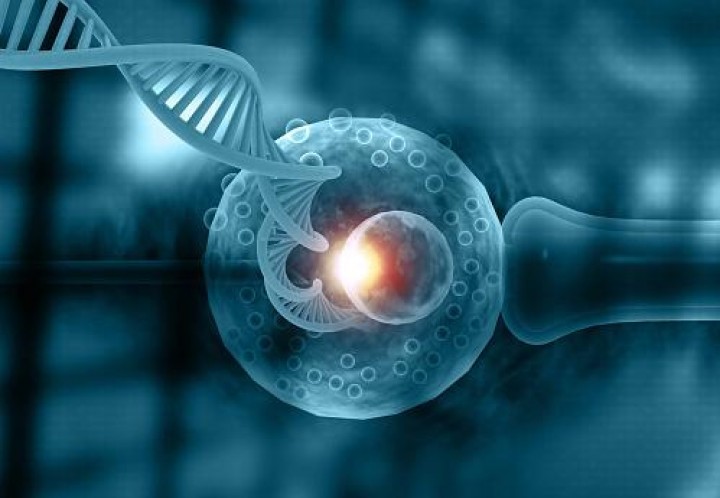 Tanpa Sperma dan Pembuahan, Embrio Sintetis Pertama di Dunia Berhasil Dibuat