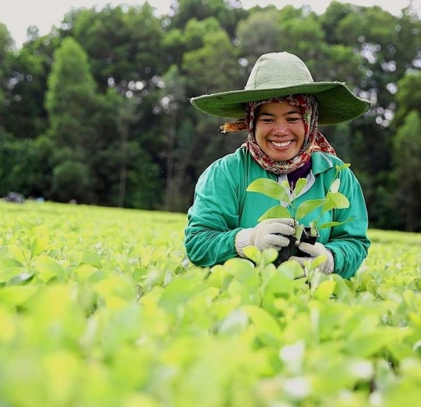 Foto : Perkebunan Eukaliptus (Dok. Instagram @asiapacificrayon)