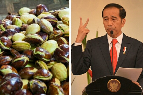Jokowi sarankan petani mengganti kelapa sawit ke jengkol dan petai