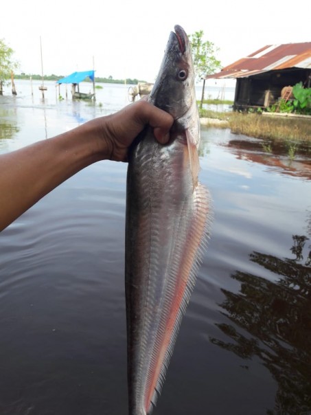 Warga menemukan ribuan ikan mabuk di Teluk Meranti/ardi
