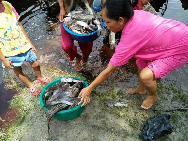Warga Teluk Meranti menangkap ikan yang mabuk dan mengapung di Sungai Kampar/ardi