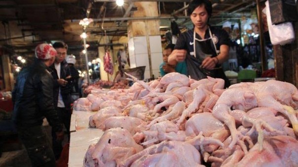 Harga ayam di Pekanbaru belum normal (foto/int) 