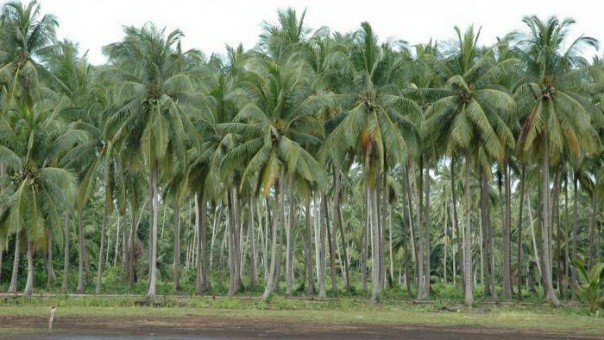 Hamparan kebun kelapa di Inhil/rgo
