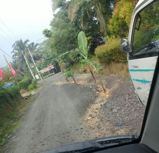 Warga menanam pohon pisang di badan jalan yang rusak di Kotogasib/lin
