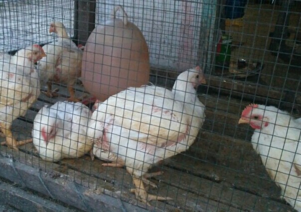 Harga ayam potong di Pekanbaru turun (foto/riki) 