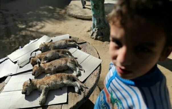 Empat anak singa mati di Kebun Binatang Jalur Gaza (foto/instagram) 