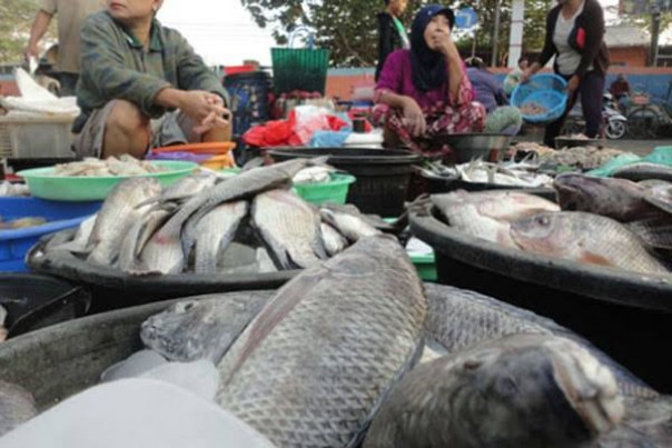 Harga ikan dan daging ayam di Pekanbaru stabil (foto/int) 