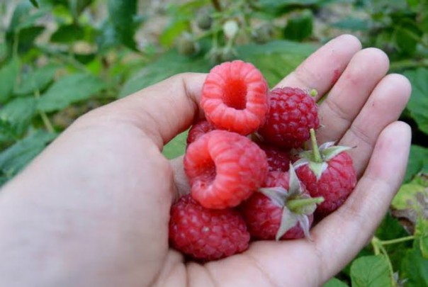 Buah-buahan ini mampu hilangkan uban/int