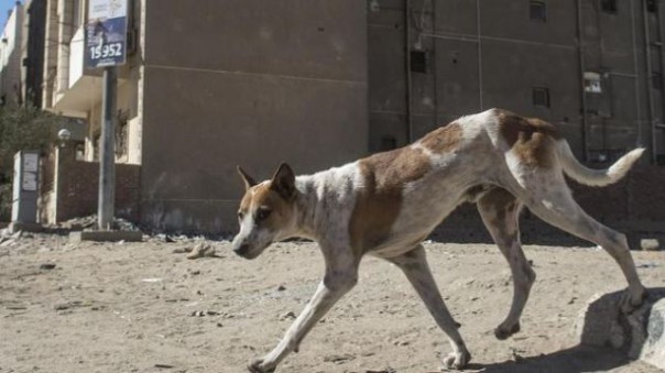 Seekor anjing liar yang berkeliaran di jalanan Kota Kairo, Mesir. Foto: int 
