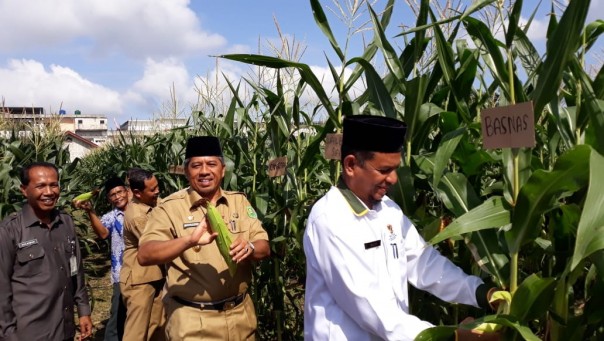 H. Alfedri.M.Si didampingi Ketua BAZNAS  dan Camat Siak secara resmi melakukan panen jagung /lin