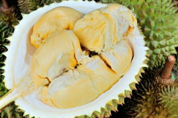 Durian/int