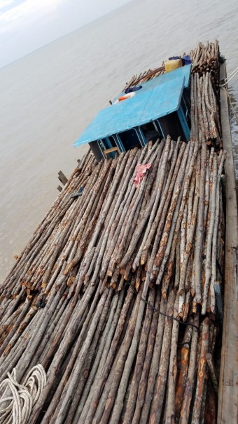 Kayu bakau hasil tangkapan yang akan dilelang/hari