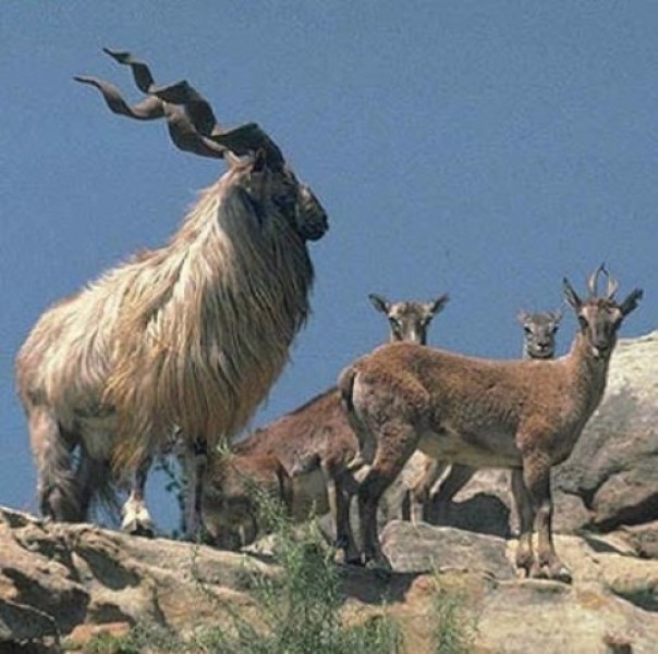 Seekor markhor yang terpantau tengah berada bersama kawanannya di kawasan pegunungan di Pakistan. Foto: int 