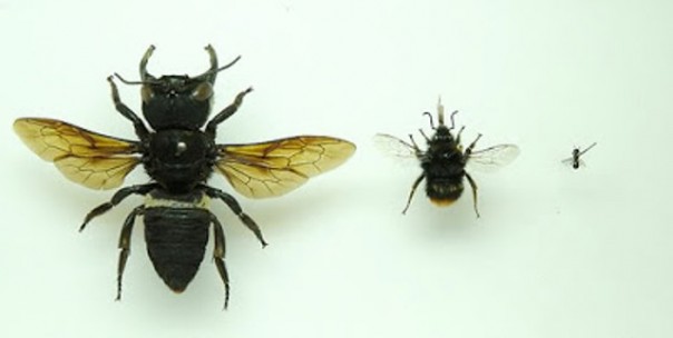 Lebah Wallace (kiri) dibandingkan dengan jenis lebah lainnya yang jauh lebih kecil. Foto: int 