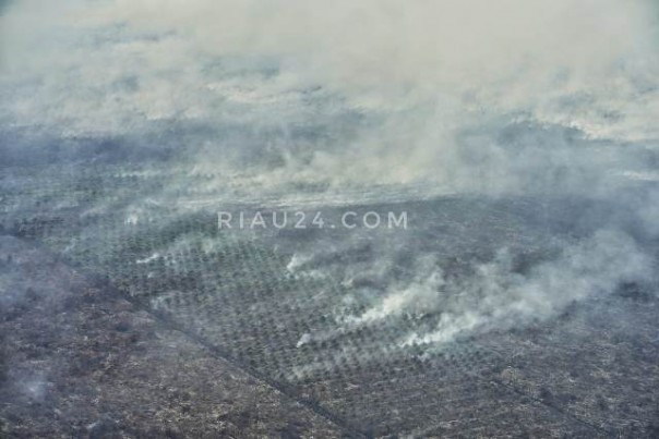 Salah satu kawasan di Riau yang mengeluarkan asap tebal akibat karhutla. Kebakaran tampak berada kawasan yang sudah tertata rapi. Foto: dok 