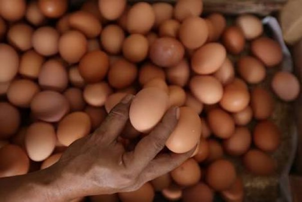 Harga telur ayam di Pekanbaru naik (foto/int) 