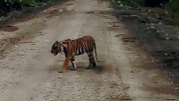 Harimau berkeliaran dekat pemukiman warga