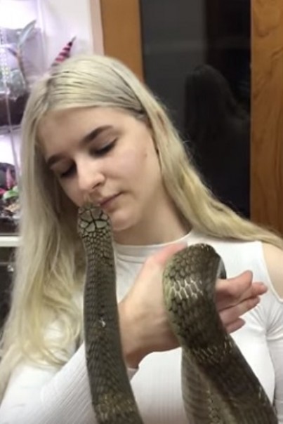 Gadis manis bernama Lara tak tampak panik saat seekor ular King Kobra menciumnya. Rekaman ini telah menjadi viral di media sosial. Foto: int 