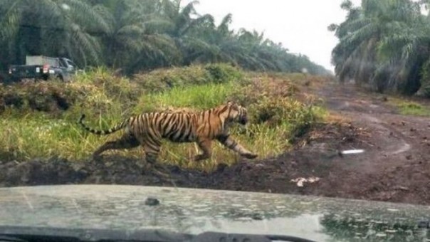 Harimau Bonita terekam video tengah berkeliaran di areal perkebunan di Indragiri Hilir. Bintang buas ini sempat membuat geger masyarakat karena membuat resah pada tahun 2018 lalu. Foto: int 