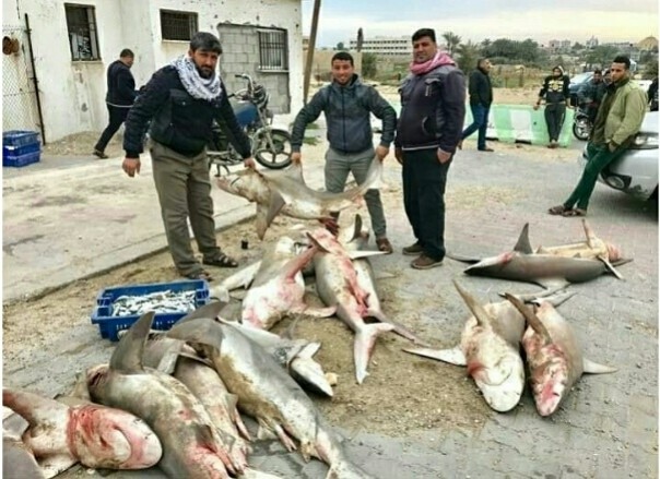 Nelayan Gaza, Palestina dapat banyak ikan hiu (foto/instagram) 