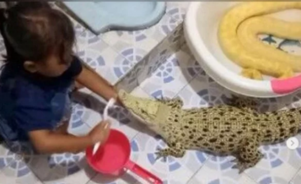 Rekaman yang memperlihatkan seorang bocah perempuan dengan telaten membersihkan gigi buaya. Rekaman ini belakangan jadi viral di media sosial. Foto: int 