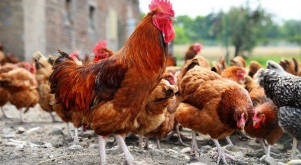 Harga Ayam Kampung dan Ikan Tongkol di Pekanbaru Stabil | RIAU24.COM