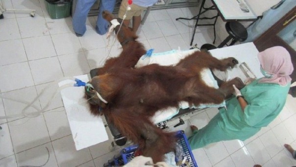 Induk orangutan Sumatera dalam kondisi kritis setelah ditembaki orang tak dikenal hingga puluhan kali. Foto: int 