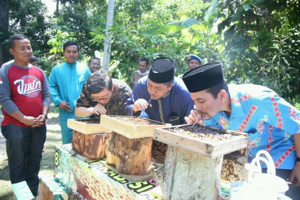  Panen madu kelulut hasil budidaya warga Kampung Lalang Kecamatan Sungai Apit, Jumat  (15/3/19)./lin