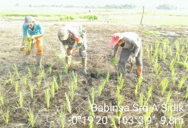 Kegiatan menanam padi dengan masyarakat parit 7 Kuala Sebatu/rgo