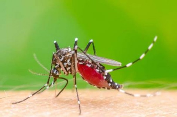 Nyamuk Aedes Aegypti penyebab DBD (foto/int) 