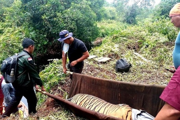 Proses berilku harus dilakukan petugas BBKSDA Riau saat mengevakuasi Harimau Sumtera yang terjebak jerat pemburu liar di Pelalawan. Foto: int 