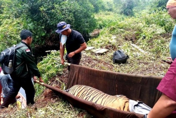 Harimau Sumatera jantan yang dievakuasi petugas BBKSDA Riau setelah terjebak dalam jerat para pemburu ilegal, pekan lalu. Foto: ant 