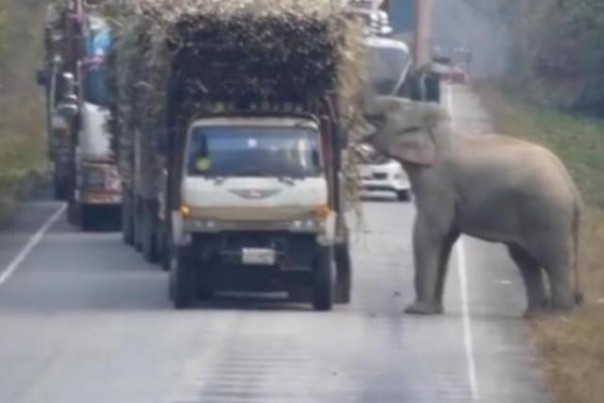 Penampakan seekor gajah liar menghentikan iring-iringan truk pengangkut tebu. Rekaman aksi binatang itu menjadi viral di media sosial. Foto: int 