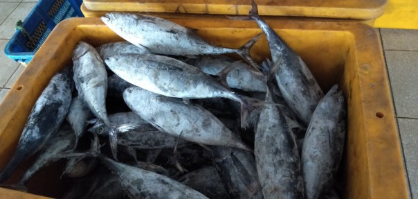 Harga ikan tongkol dan udang galah stabil di Pekanbaru (foto/int)