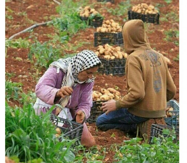 Petani Gaza memanen kentang (foto/int)