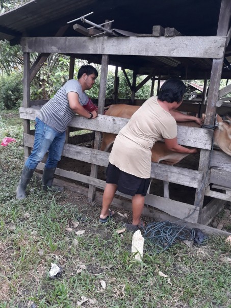 Pelayanan gratis terhadap kelompok - kelompok peternak sapi yang terdiri dari 11 kecamatan di Kabupaten Bengkalis Riau./hari