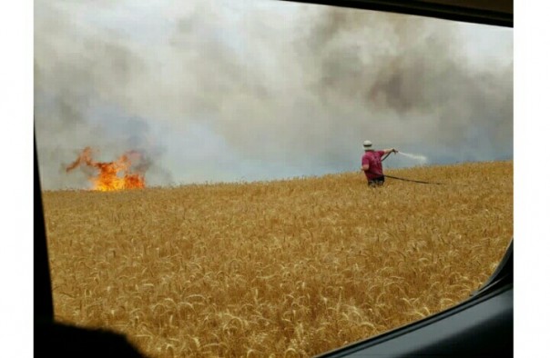 Ladang gandum Israel dikabarkan terbakar beberapa waktu lalu (foto/instagram)