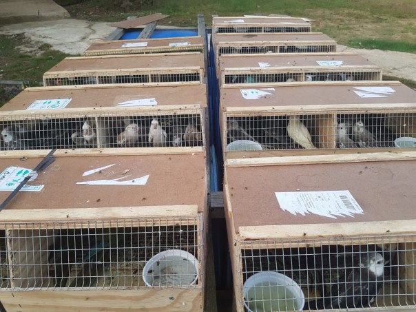 Polres Indragiri Hilir mengamankan 22 kotak yang berisikan 141 ekor burung jenis Kakak Tua/rgo