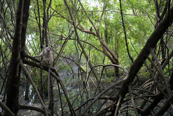 Kawasan Mangrove : foto YKAN