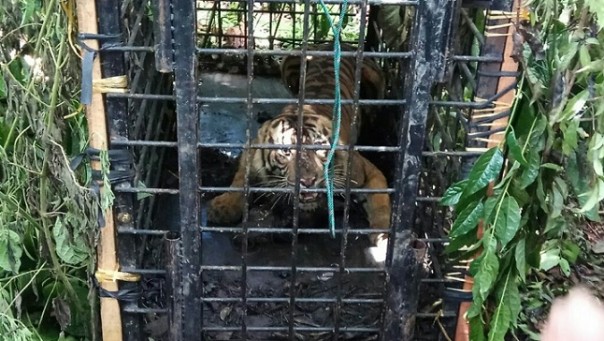 Seekor anak harimau sumatera yang masuk perangkap di Agam, Sumbar, beberapa waktu lalu. Foto: int 