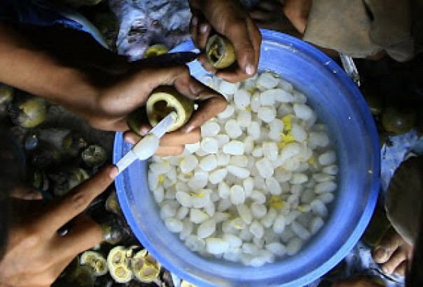 Tingginya permintaan buat harga kolang kaling meroket di Kota Pekanbaru (foto/int)